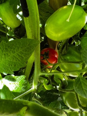 IMG_9154.jpeg